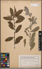 Foto von Salix cinerea L.